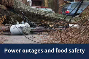 powerlines on road with a tree over the top in a residential area