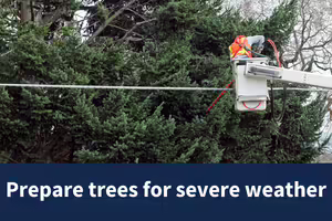tree trimmer in a cherry-picker trimming tree branches near a powerline.