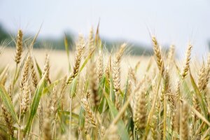 Close up photo of wheat almost ready for harvest. 