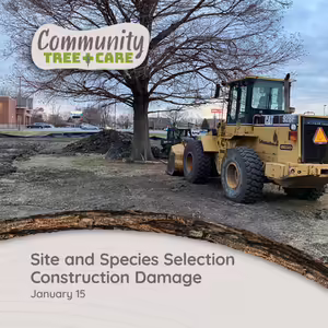 A piece of large construction equipment sits on a site near a large established tree.