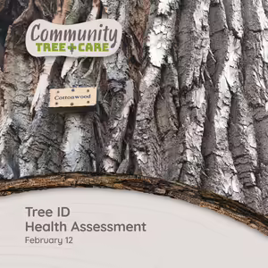 Up close view of the bark of a cottonwood tree with an ID sign hanging on the side of it.