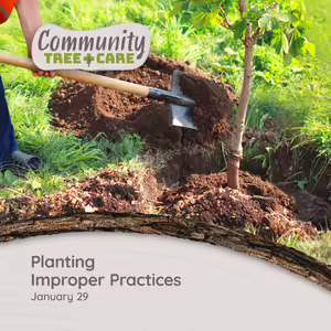 A person shoveling soil back into a hole where a young tree is being planted.