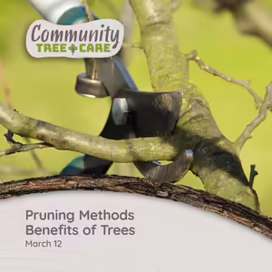 Up close view at the point of tree pruners ready to snip off a branch of a tree.