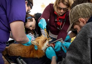 a group of people examine a fox