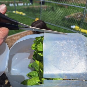 A person using scissors to cut side slits into a plastic milk jug turned into a seed starting kit with tiny growing plants inside.