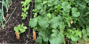 row of plants growing in garden bed