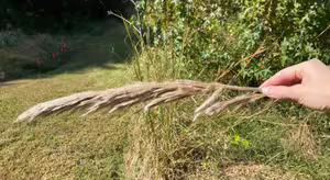 A person holding a blade of grass