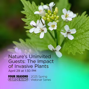 Up close view of invasive garlic mustard plant with white flowers and yellow centers.