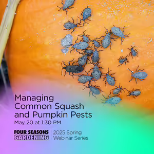 Up close view of grey bugs crawling across a bright orange pumpkin.