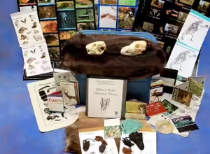 Wild mammals trunk
