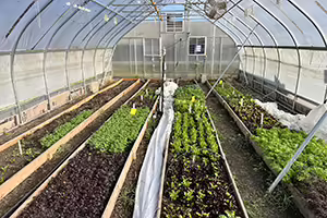 Looking at raised bed garden rows inside a high tunnel