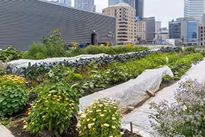 Rows of plants growing in a rooftop garden near city skyscrapers