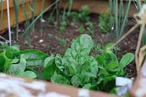 Tiny green plants growing in a raised bed garden