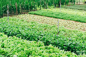 Clean rows of vegetable plants growing in a garden patch