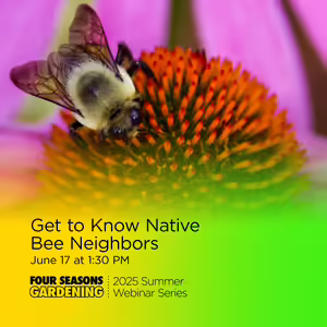 Up close look at a bumble bee visiting the orange center of a purple coneflower