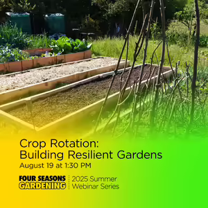 Looking at a raised bed garden set up in a yard, some filled with soil and some have plants