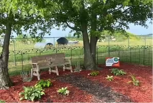 garden bench, plants and trees