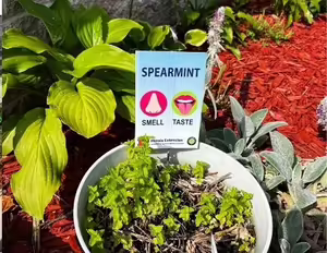spearmint plant with sensory sign