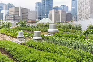 An urban setting with a rooftop garden with overlooking skyscrapers in the background