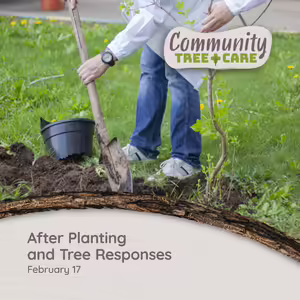 A person finishing up tasks after planting a tree with tree care series title