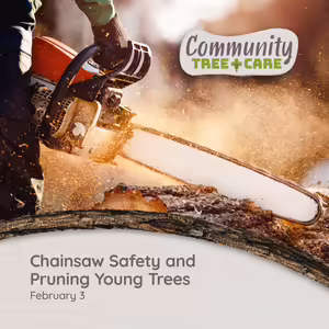 A person using a chainsaw on a tree trunk with tree care series title