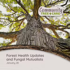 View looking up from the bottom of a large tree with tree care series title