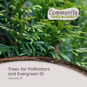 Up close view of evergreen pine needles with tree care series title