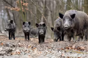 A group of feral pigs in the forest