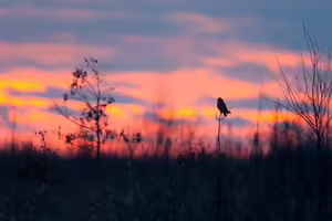 An owl perches on a shrub in a grassland during a sunset