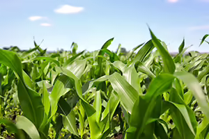 Looking out into a corn field with bright green flowy leaves. 