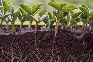 Looking at a partial above and below ground view of soybean plants and root structure