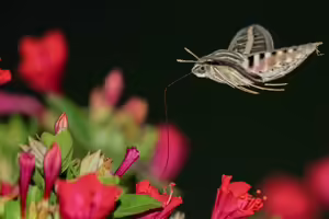Nocturnal moth pollinating a red flower