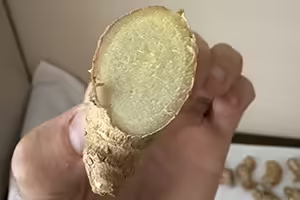 A person holding a cross-section of a healthy ginger rhizome piece between their fingers