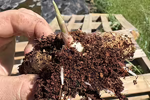 A person holding sprouted hardened-off rhizome ready for transplant