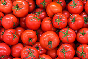 Looking overhead at a stack of bright red picked tomatoes