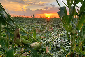 Corn field with stalks bent and flattened, shown at sunset.