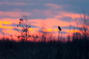 an owl perches in a grassland at sunset