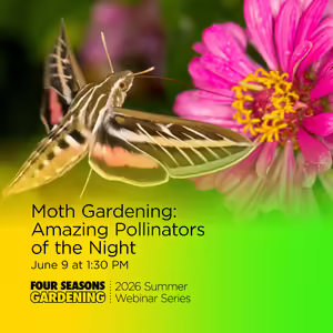 A hummingbird moth collects nectar from a pink zinnia flower with Four Seasons Gardening series title text overlay.