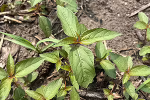 Over top of a green leafy weed known as Asian Copperleaf growing from the ground in a farm field.