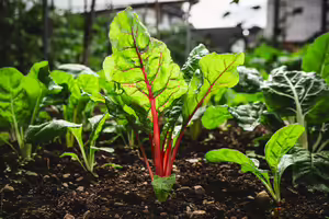 swiss chard growing out of the dirt in a garden