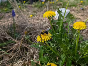 a bee on a dandelion