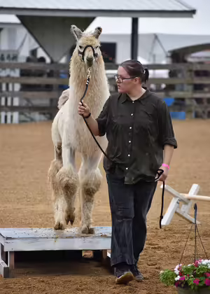 youth with llama