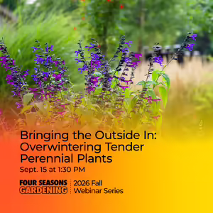 A large, well-manicured backyard landscape featuring blue and black salvia plants in potted planters.