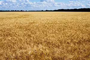 Looking over the golden waves of a wheat field near harvest on a blue sky day.