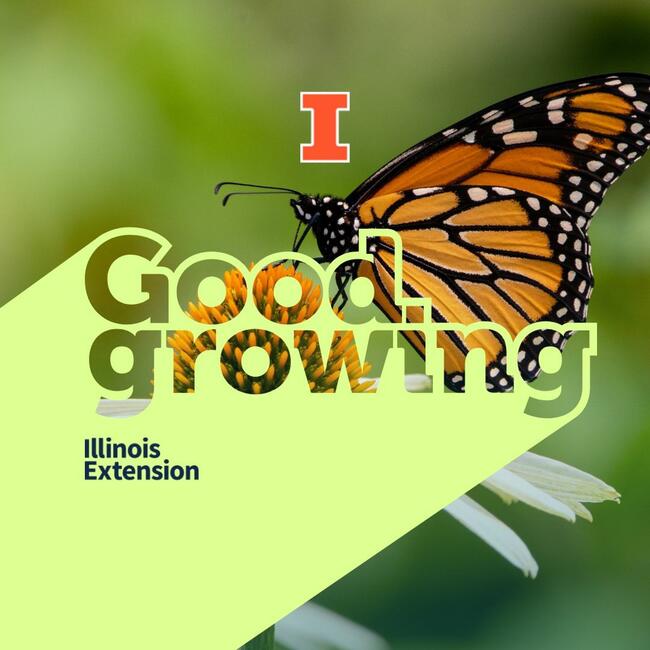 Ep. 115 Monarch Butterfly Status Update with Brodie Dunn