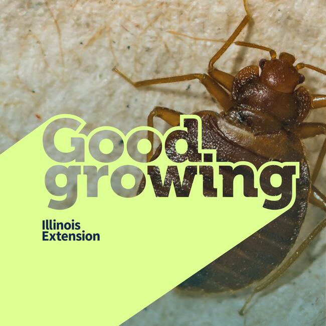 bed bug "Good Growing"