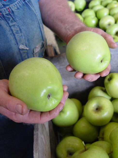 Grower holding 'Firm Gold' Apples