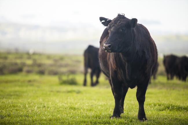 Angus cow in pasture