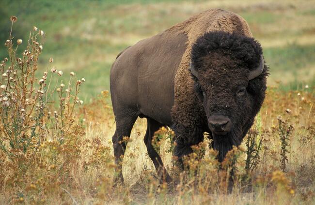 Buffalo on Prairie