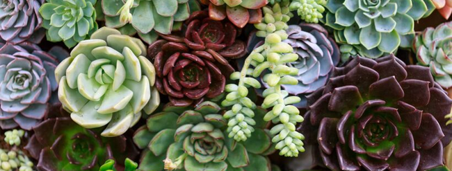 a variety of succulents 